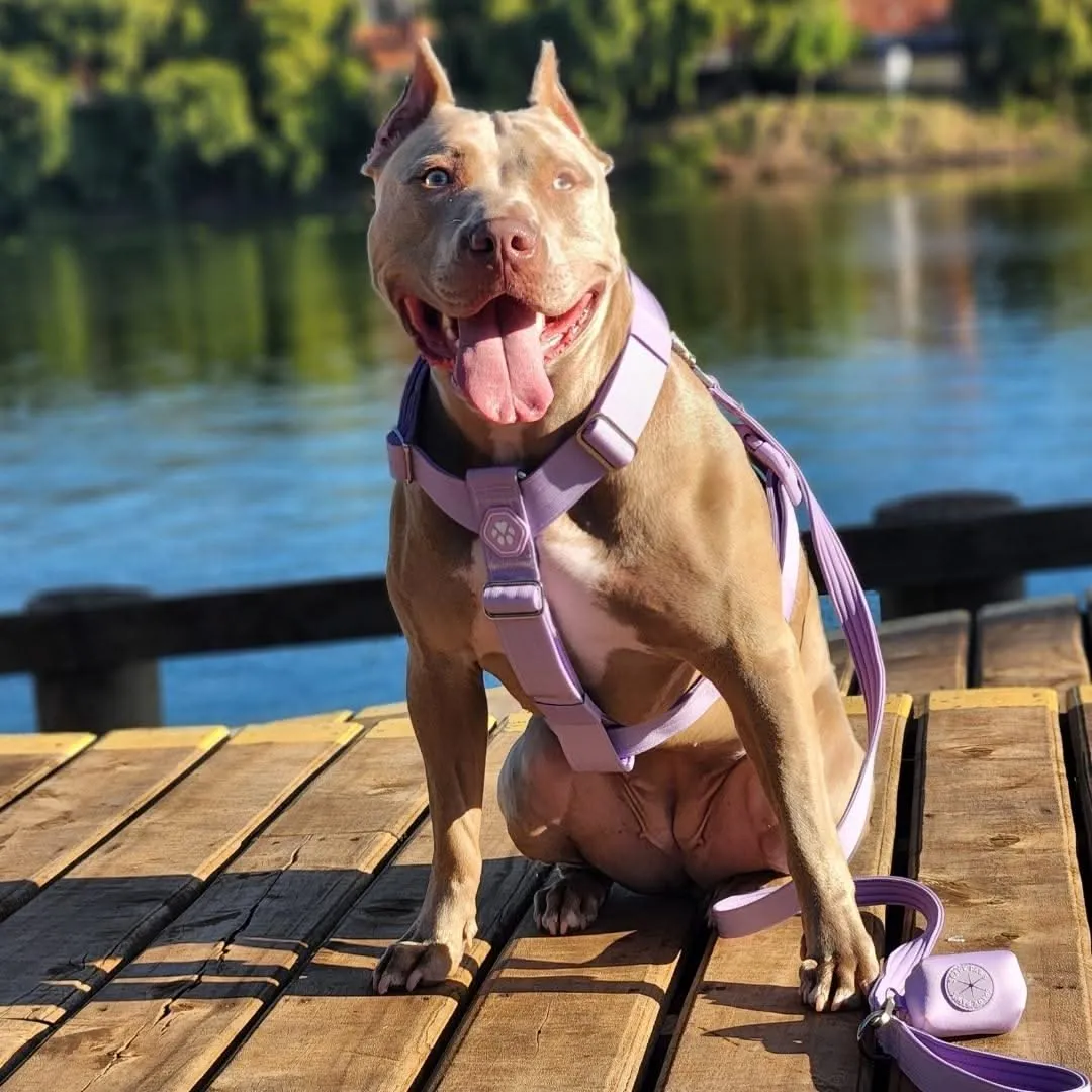 Comfort Control™ No-Pull Dog Harness - Lilac