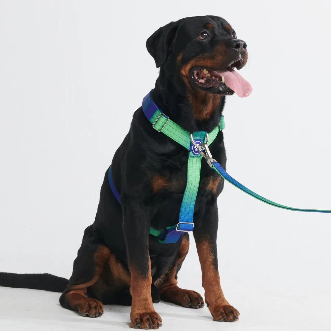 Comfort Control No-Pull Dog Harness - Lime Wave